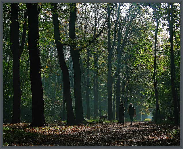 фото "В этом парке густом..." метки: пейзаж, лес, осень