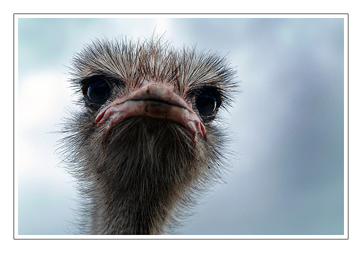 фото "Bad hair day" метки: природа, юмор, домашние животные