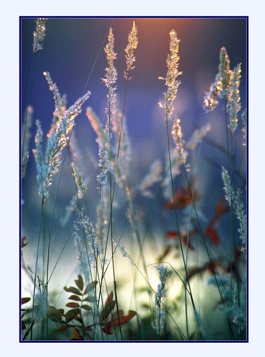 photo "Grass.Sunset" tags: nature, genre, 