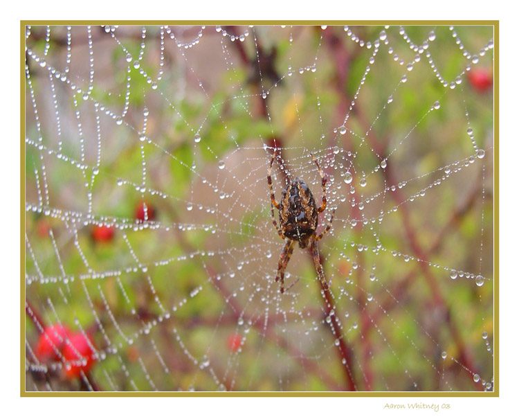 photo "Spiders chain of diamonds" tags: macro and close-up, nature, insect