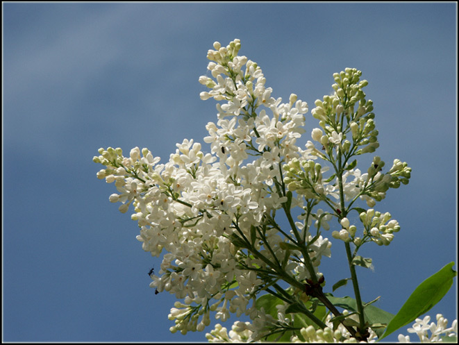 фото "Сирень" метки: природа, цветы