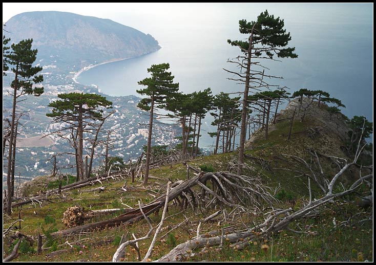 photo "Gurzuf" tags: landscape, forest, mountains