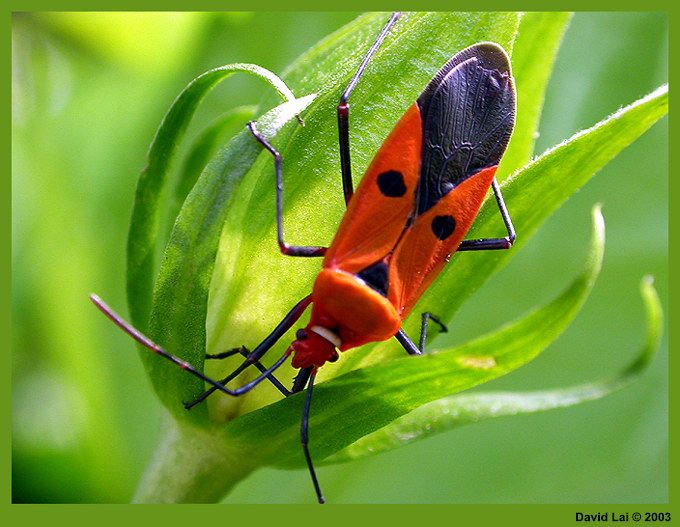 фото "Red Bug" метки: макро и крупный план, природа, насекомое