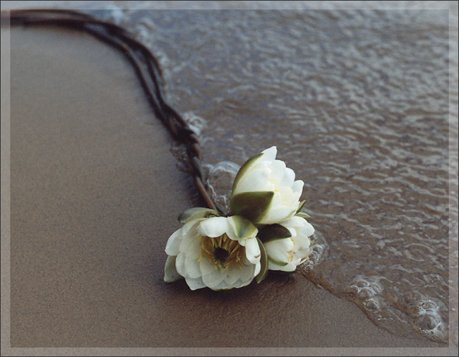 photo "Tenderness" tags: nature, flowers