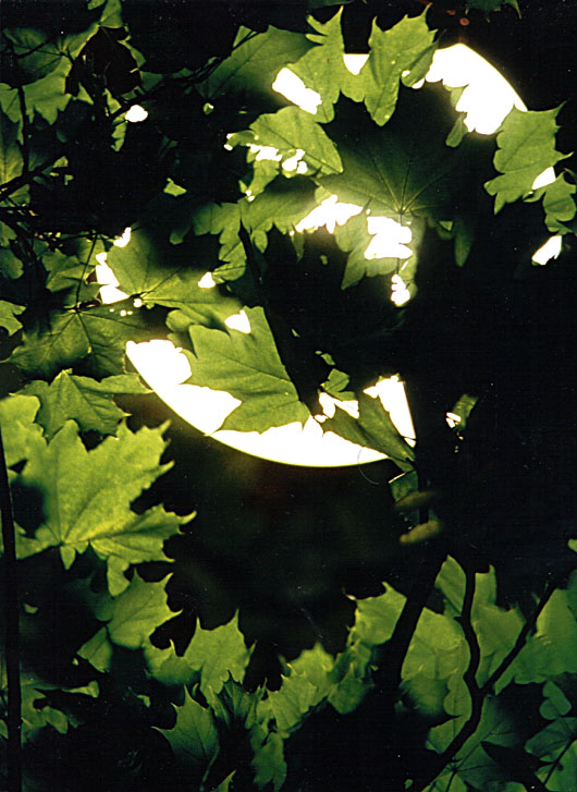 photo "The Moon and The Maple" tags: abstract, landscape, night