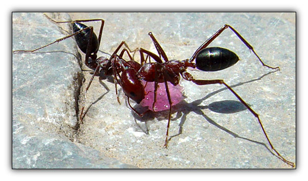 photo "Finding food" tags: macro and close-up, nature, insect