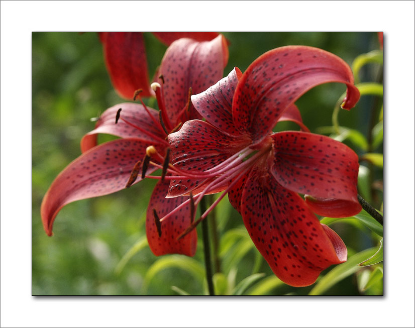 photo "***" tags: nature, flowers