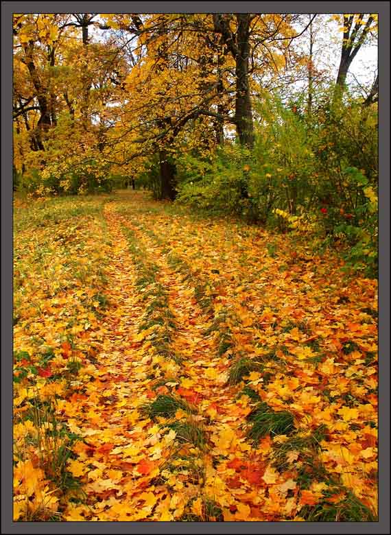 photo "Autumn staff-7" tags: landscape, autumn, forest