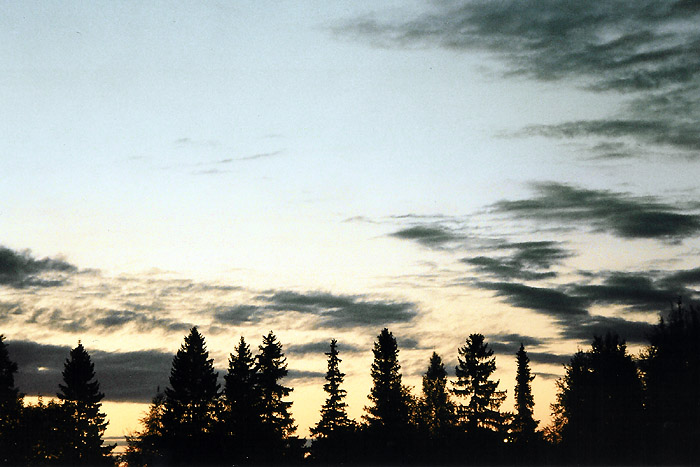 фото "Forest in the evening" метки: пейзаж, закат, лес