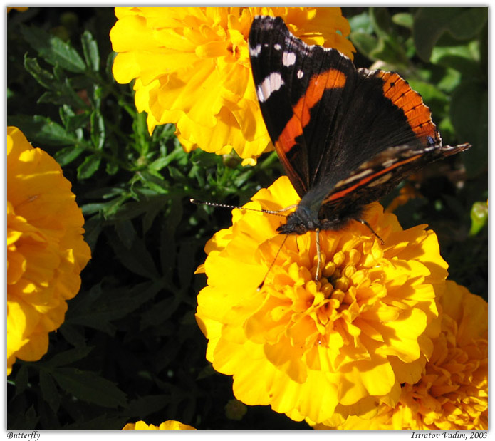 photo "Butterfly" tags: macro and close-up, nature, insect