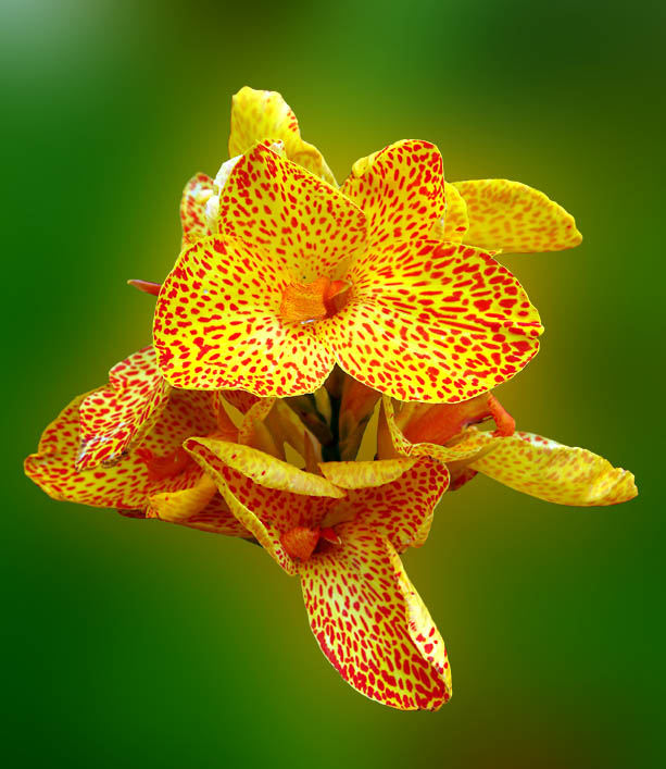 photo "***" tags: macro and close-up, nature, flowers