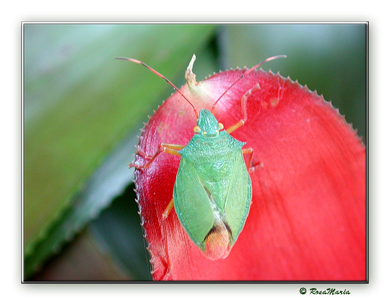 photo "bugreen" tags: macro and close-up, nature, insect