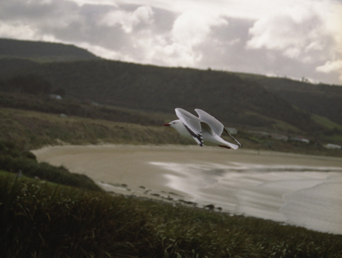 photo "flight" tags: travel, nature, Australia, wild animals