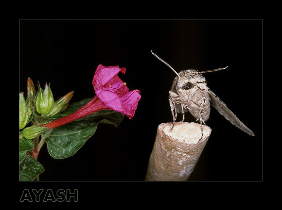 photo "The Beauty & the Beast" tags: nature, flowers, insect