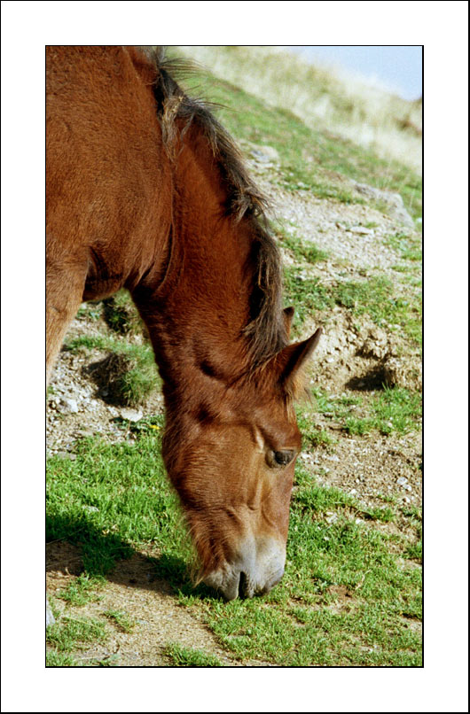 photo "Lunch" tags: nature, pets/farm animals