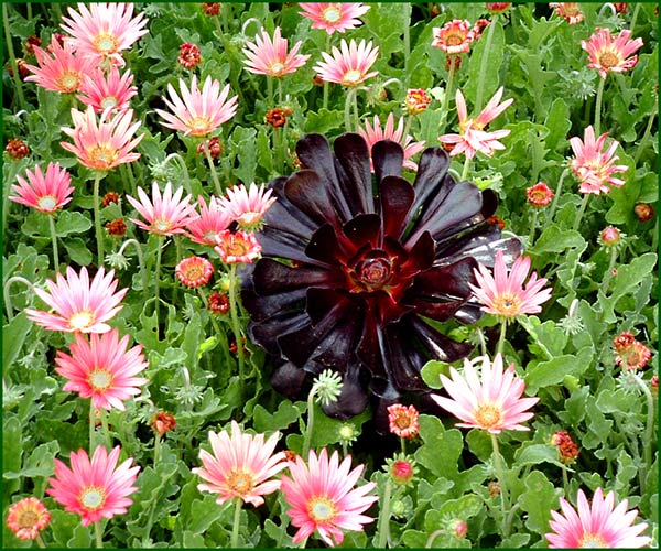 photo "HAPPY BIRTHDAY, MIKI !!!" tags: nature, flowers