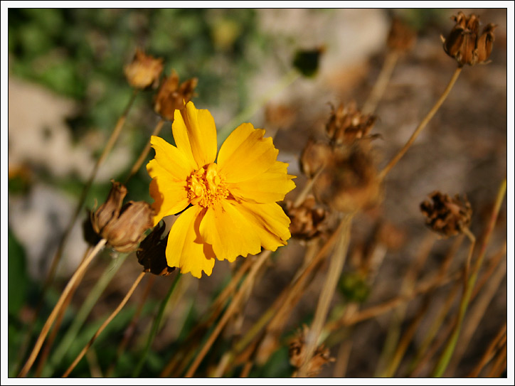 photo "Last Piece Of Summer." tags: nature, flowers