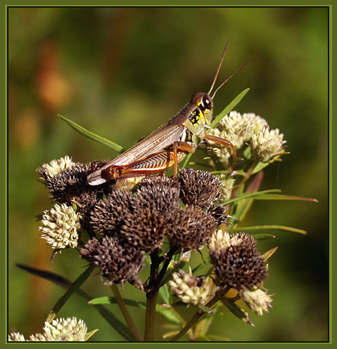 photo "Idyll" tags: macro and close-up, nature, insect