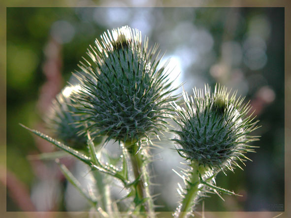 photo "Three" tags: macro and close-up, 