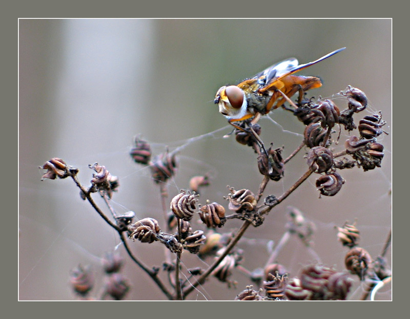 photo "On the summer ruins." tags: macro and close-up, nature, insect