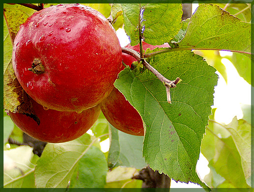 photo "Gifts of autumn" tags: nature, still life, flowers