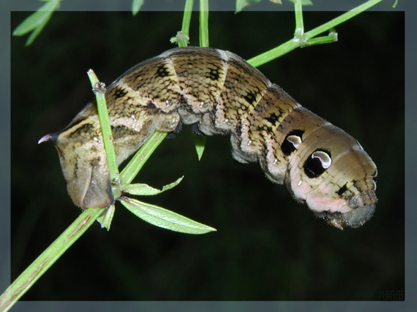 photo "Caterpillar-dog2" tags: nature, insect