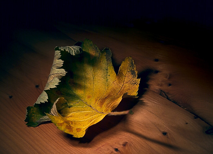 photo "Last leaf..." tags: still life, nature, 