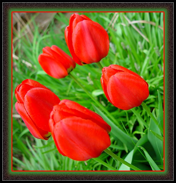 photo "Red tulips" tags: nature, macro and close-up, flowers