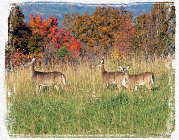 фото "Autumn Deer" метки: природа, дикие животные