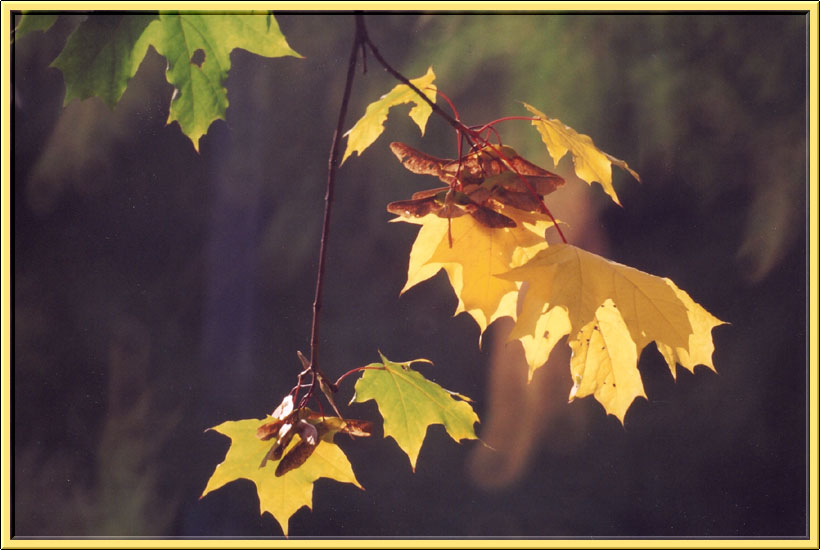 photo "Gold of autumn" tags: nature, landscape, autumn, flowers