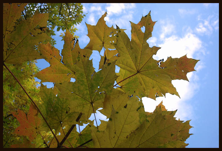 photo "October leaves" tags: landscape, autumn, forest