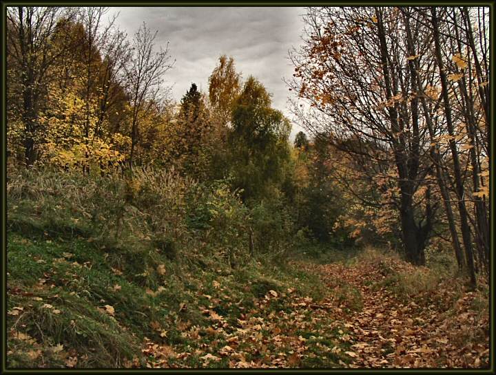 photo "Autumnal rainy." tags: landscape, autumn, forest