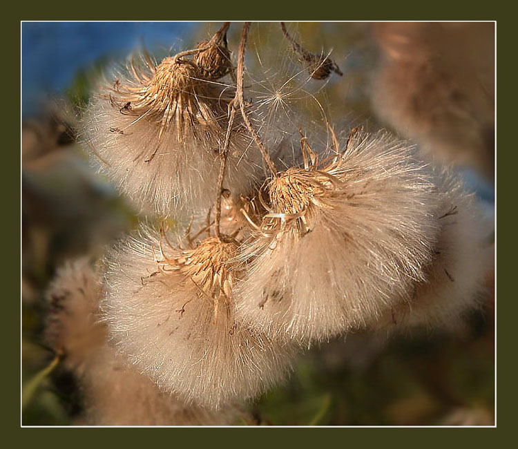 photo "Flowers of autumn" tags: nature, macro and close-up, flowers