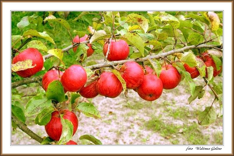 photo "Autumn apples." tags: nature, flowers