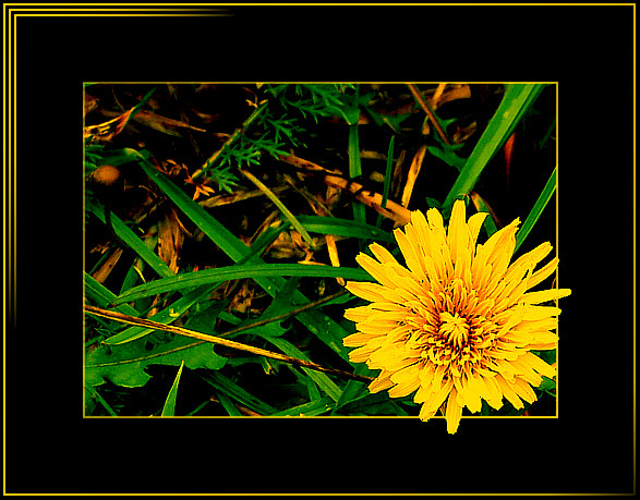 photo "October dandelion" tags: nature, flowers