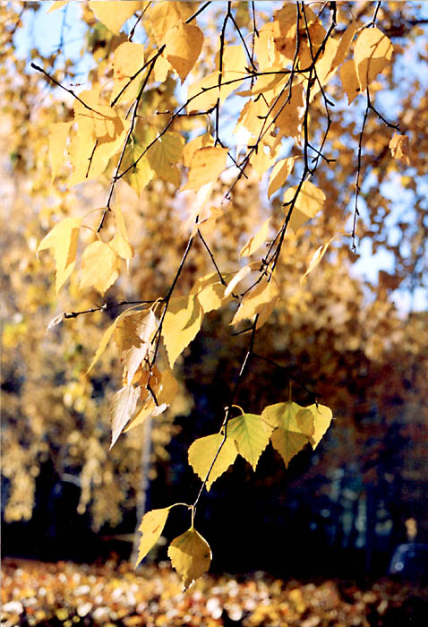 фото "*****fall" метки: пейзаж, природа, осень