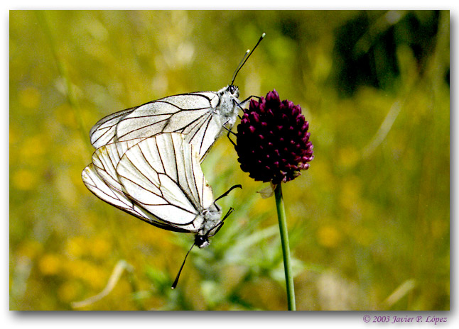 photo "`Fallen` in love" tags: macro and close-up, nature, insect