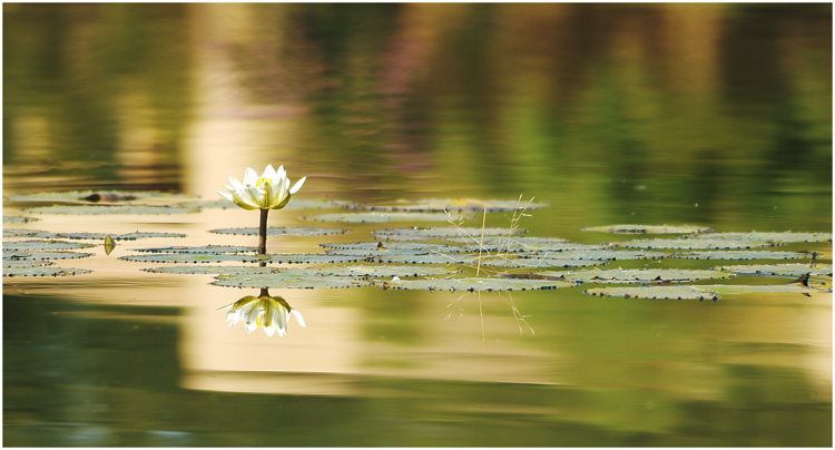 photo "Untitled photo" tags: nature, flowers