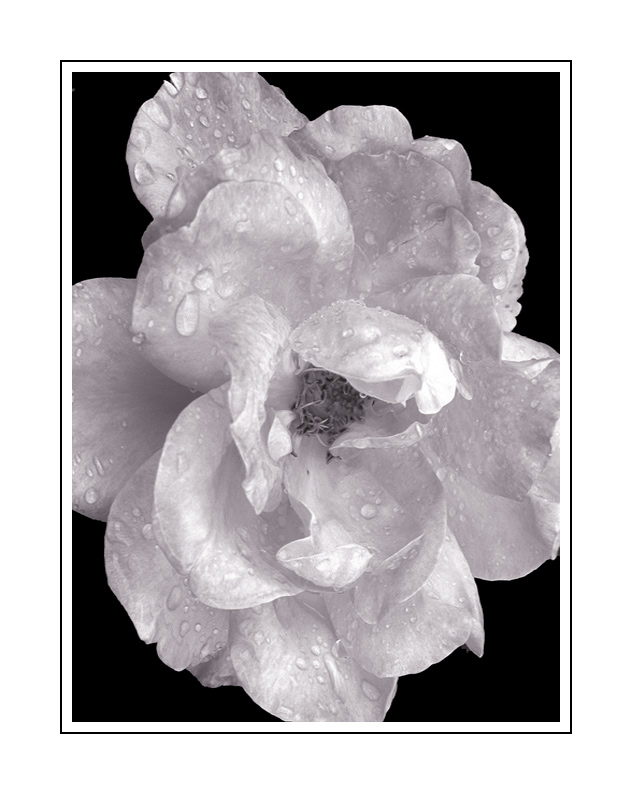 фото "Rose b&w" метки: черно-белые, природа, цветы