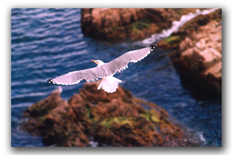 photo "The seagull" tags: nature, wild animals