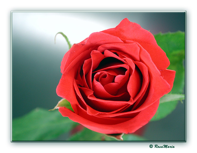 photo "Red Beauty" tags: macro and close-up, nature, flowers