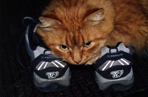 photo "-" tags: humor, sport, 