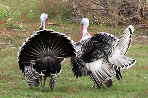 photo "-----" tags: nature, pets/farm animals