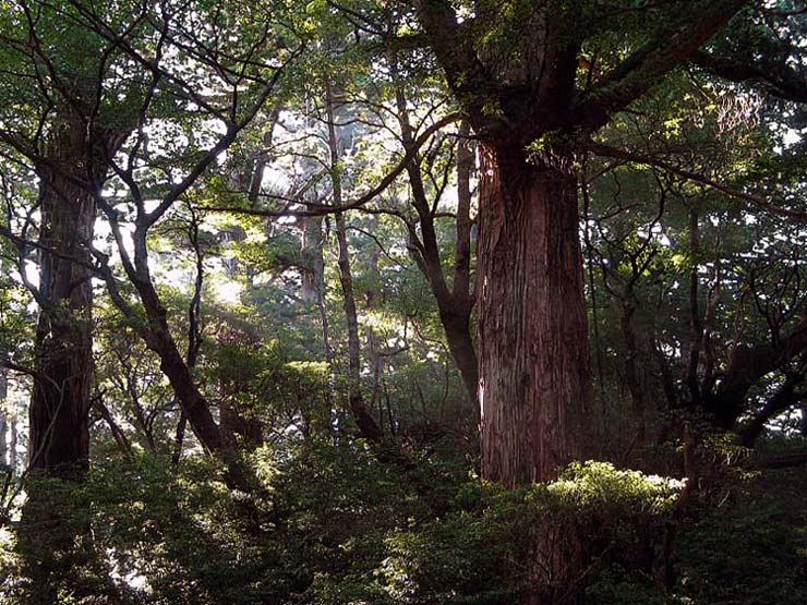 photo "Deep in the Woods" tags: landscape, forest