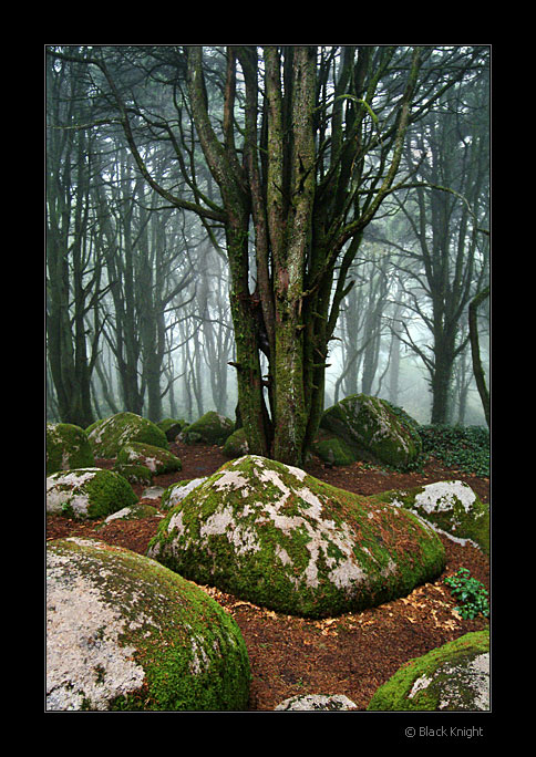 photo "The Forest #1" tags: landscape, forest, winter