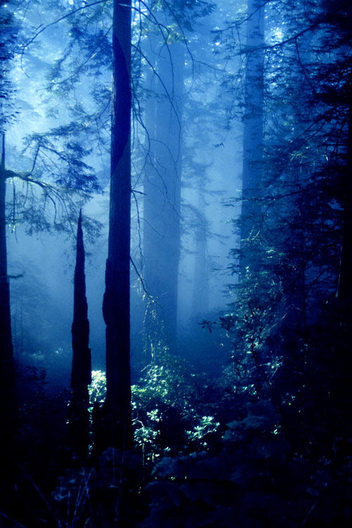 photo "Oregon Forest" tags: landscape, forest