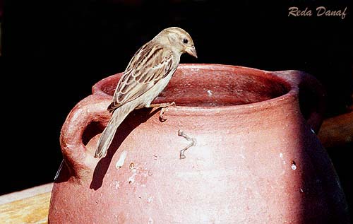 photo "Sparrow" tags: nature, pets/farm animals
