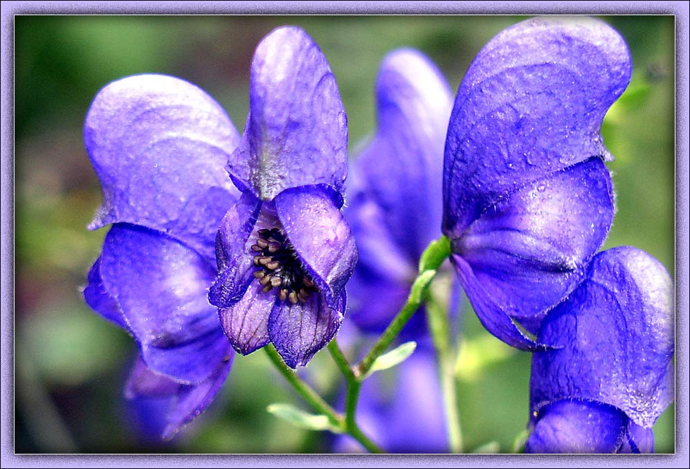 photo "Flowers" tags: nature, macro and close-up, flowers