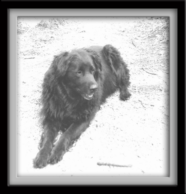 photo ""Chizum"" tags: nature, black&white, pets/farm animals