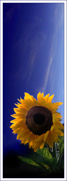 photo "The Sunflower....." tags: nature, flowers